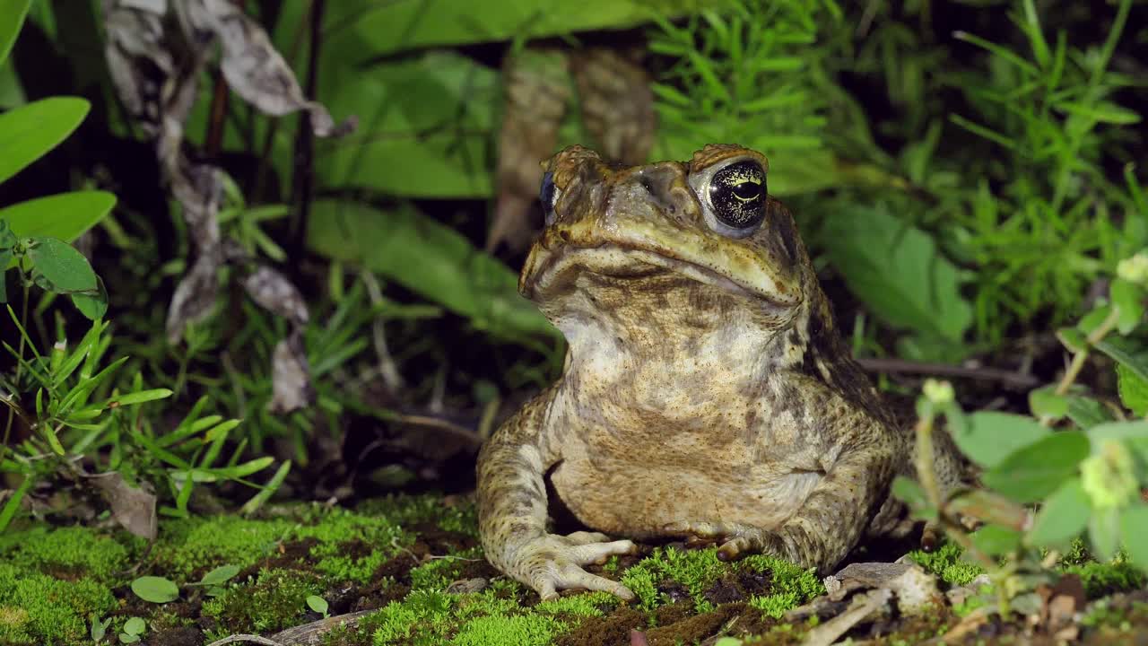 야생 지팡이 두꺼비, 유독하고 종종 침습적 인 rhinella marina, 가까이