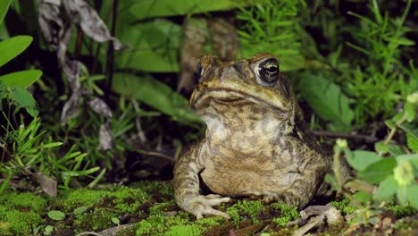 wild cane toad, poisonous and often invasive, rhinella marina, close up