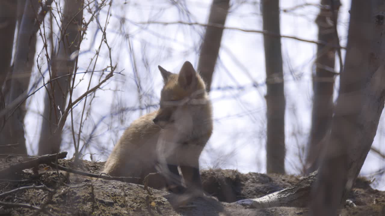 A fox kit sits on a forest hillside, pausing alertly among bare trees and early-spring light