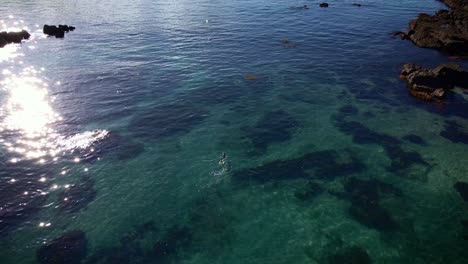 aerial tracking forward over free divers pursuing an eagle ray in goat island shimmering water, new zealand