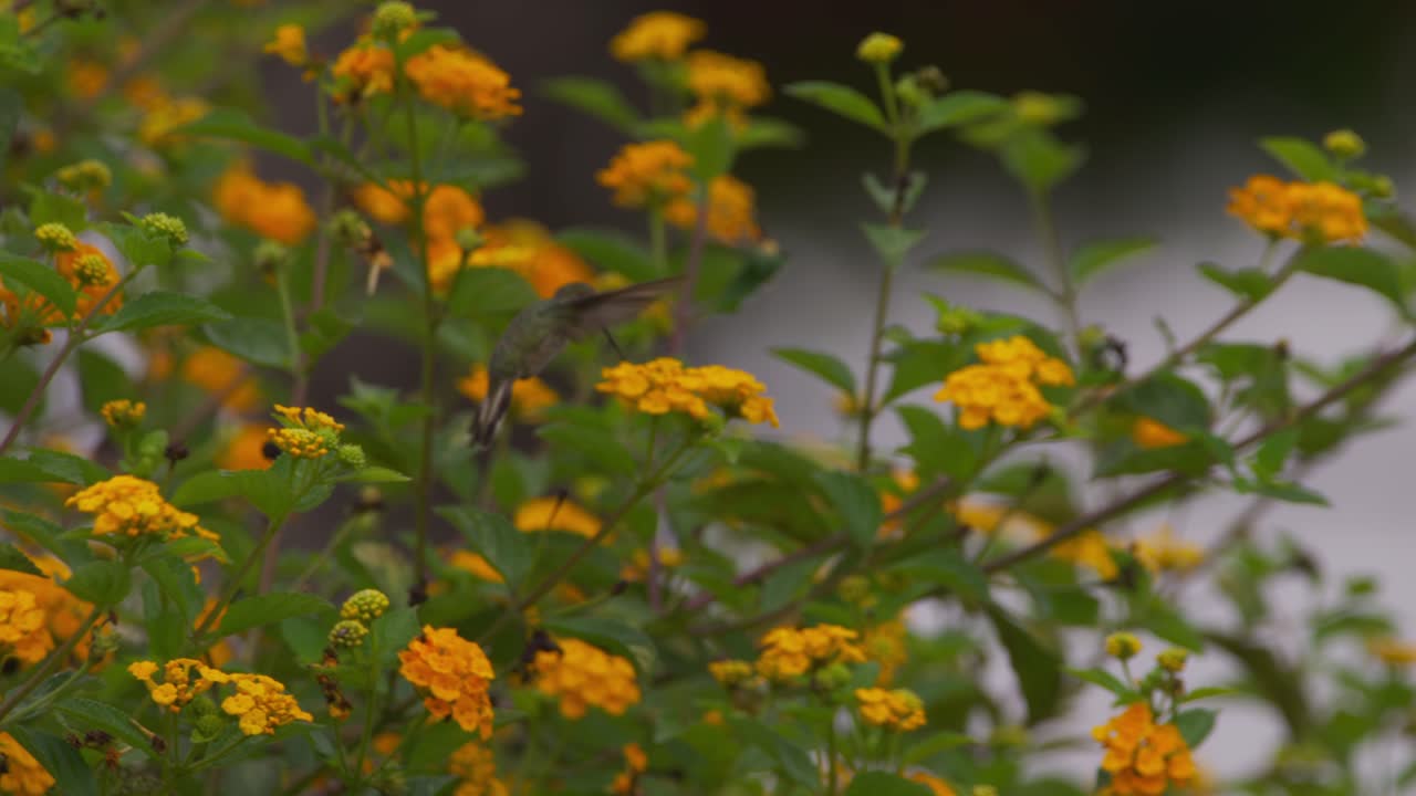 Colibrì femmina cora (Thaumastura cora) che si libra in volo e si nutre sui fiori di lantana, ripreso di lato.