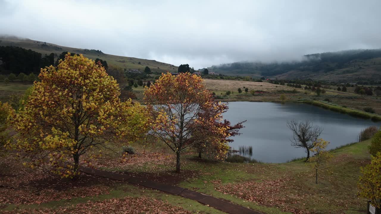 With a bird's-eye perspective, a drone gracefully approaches a stand of tall poplar trees, revealing the serene beauty and vastness of the countryside, capturing nature's tranquil tapestry