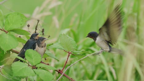 baby swallows being fed by parent