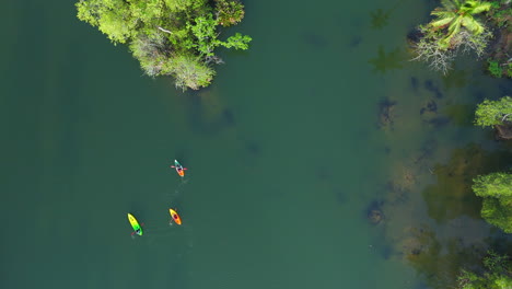 drone shot top angle view panoramic video of coconut farm trees coastal area coastline tropical country india kerala natural scenery backwaters lagoon