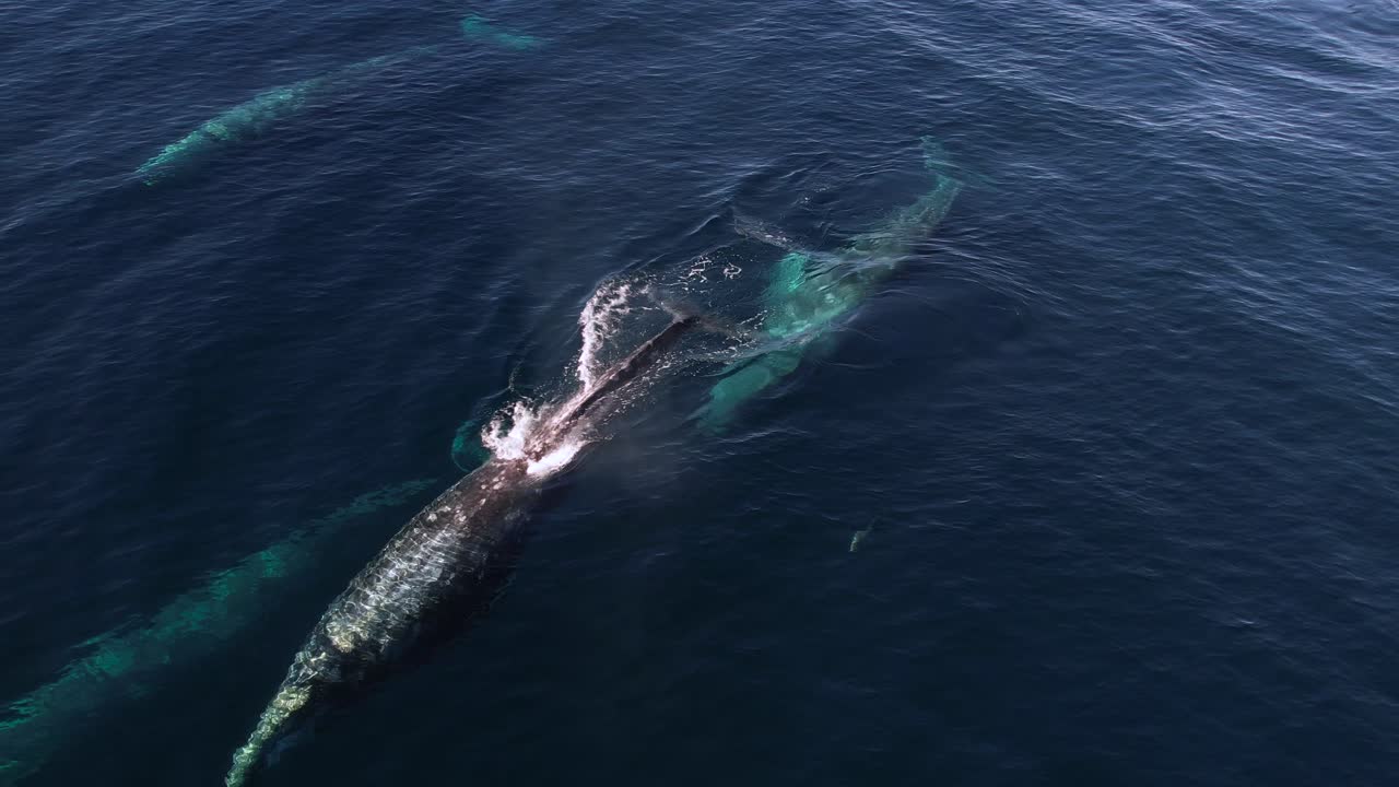 카탈리나 섬 근처에서 일반적인 돌고래와 함께 이동하는 7마리의 고래 떼 사이에서 회색 고래가 튀어나옵니다.
