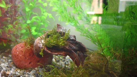 beautiful freshwater aquarium with green plants