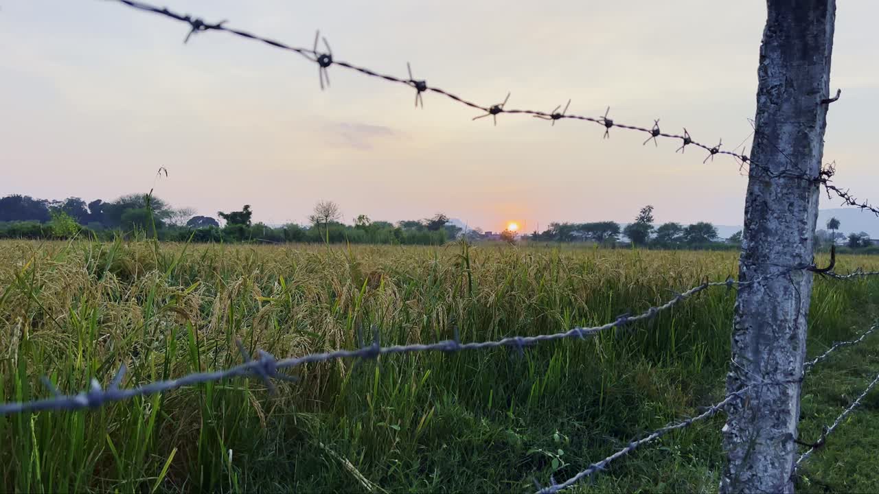 A Rice paddy field at sunset, with a barbed wire fence in the foreground in the warm glow of the setting sun, casting a golden light on the lush green and yellow rice plants