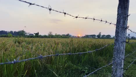 a rice paddy field at sunset, with a barbed wire fence in the foreground in the warm glow of the setting sun, casting a golden light on the lush green and yellow rice plants