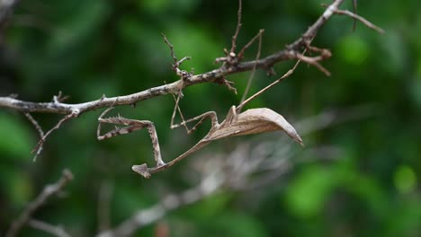 cerrar el paisaje natural de una mantis religiosa de pavo real al revés moviendo su tibia y tarso en una ramita - pseudempusa pinnapavonis