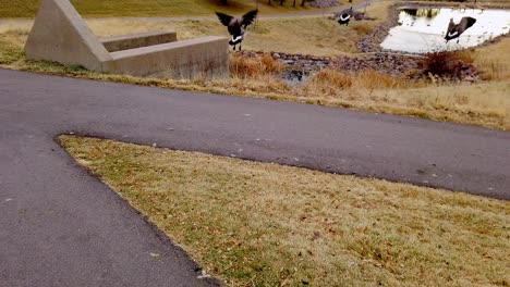 Shots-of-wild-Canadian-Geese-during-their-winter-migration-in-Colorado