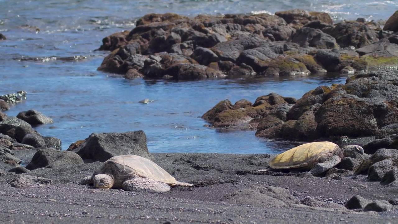 Honu sea turtle group sunbathing on black sand beach in Big Island Hawaii. 35mm pan left to right across resting green sea turtles on volcanic shore. Cinematic 4K video