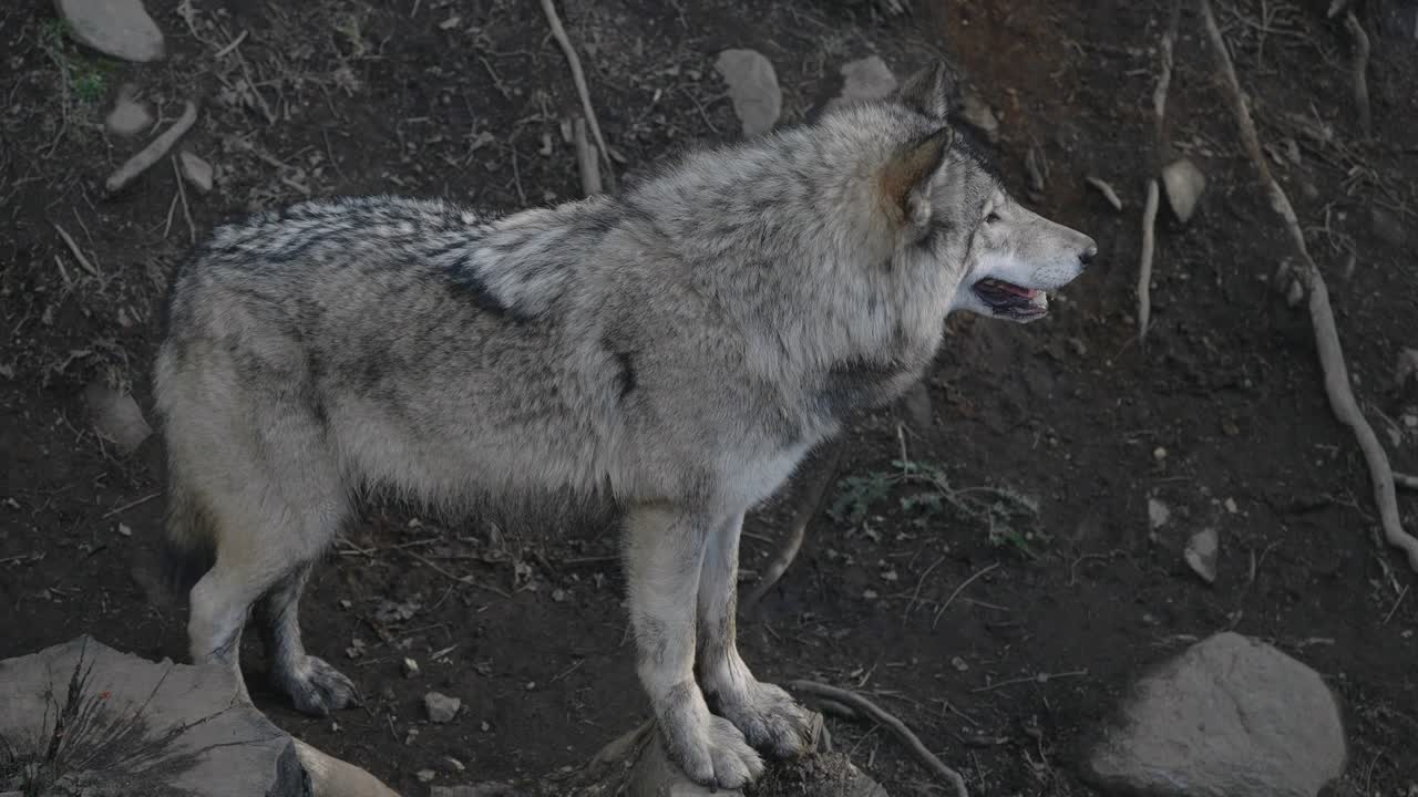 lobo gris pisó piedra mirando a lo lejos en parc omega, quebec, canadá