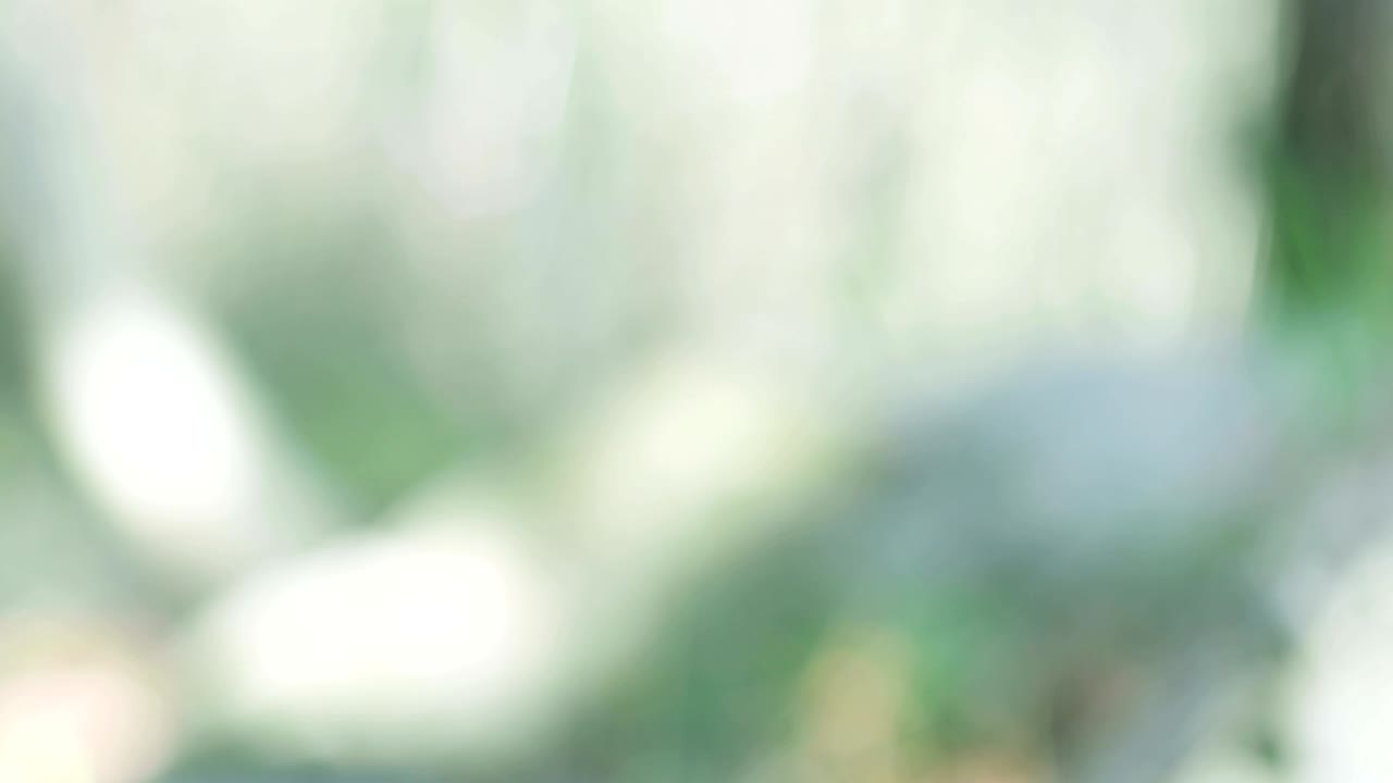 숲에서 야생 아스파라거스를 모으는 것