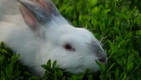 a hand petting a white rabbit in green grass