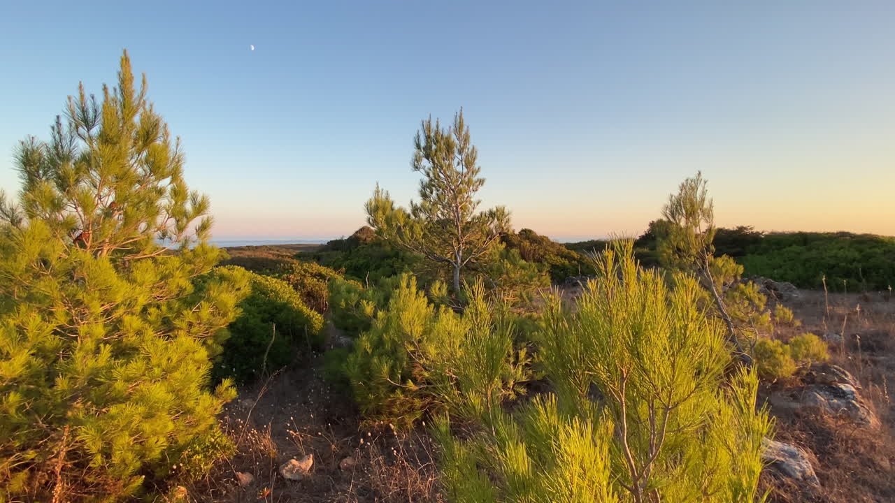 Pigna in silhouette al tramonto tra aghi verdi e raggi di sole dorati. Alberi di pino illuminati d'oro si estendono verso il tramonto sopra un paesaggio costiero