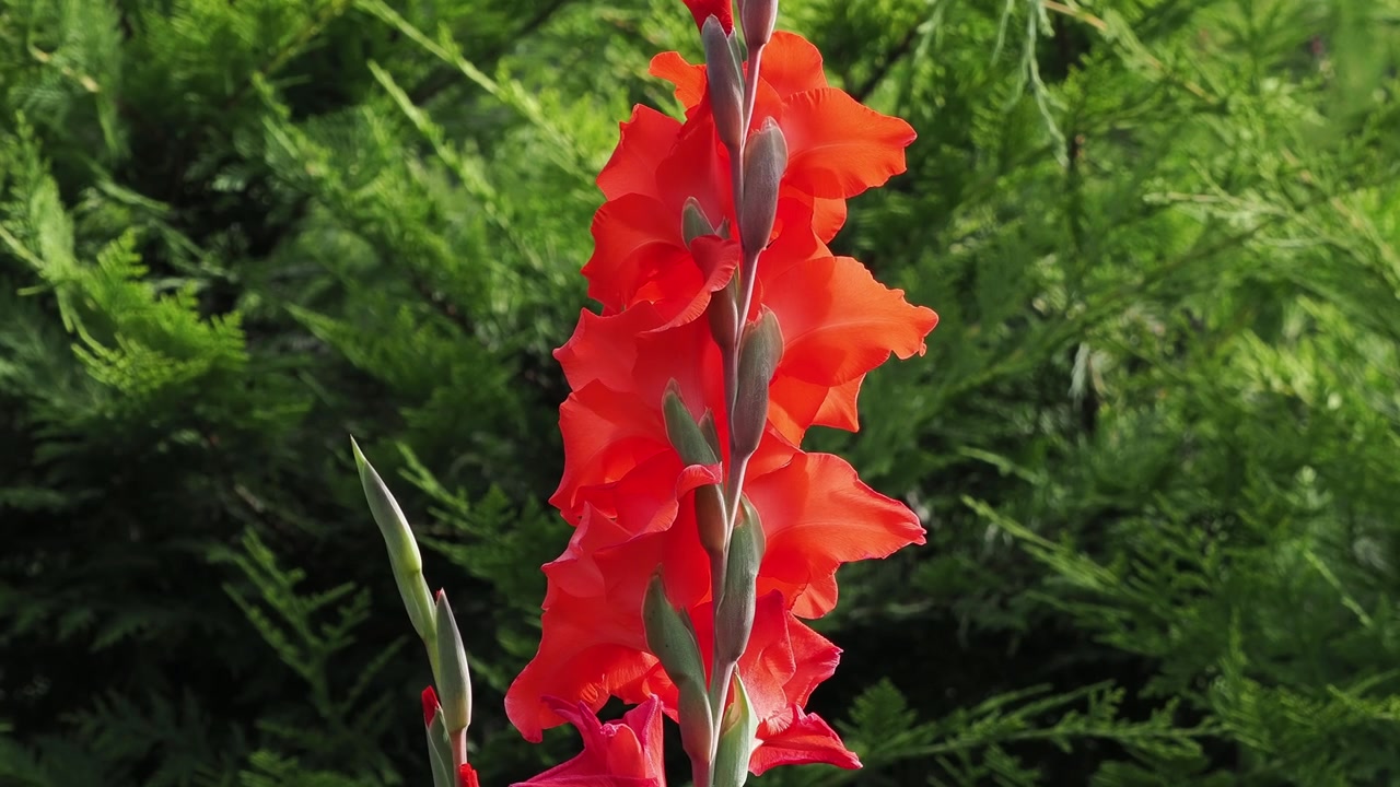 Gladioli rossi con sfondo di conifere