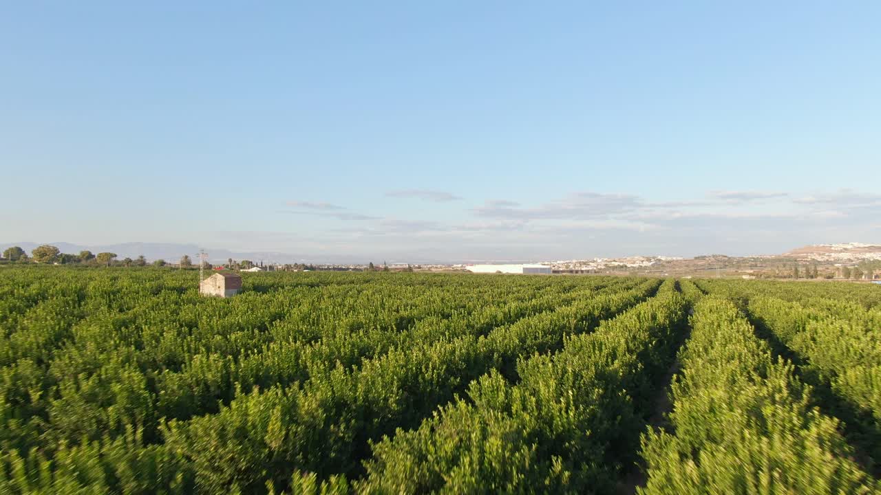 Fileiras de plantação de cítricos verdes em um pomar de laranjas perto de Algorfa, Espanha
