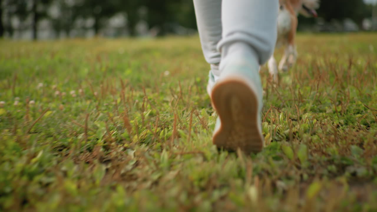 Leg view of trainer in joggers wear running on grassy field with beagle dog on leash during outdoor fitness exercise vibrant environment energetic pace under clear sky showing healthy lifestyle