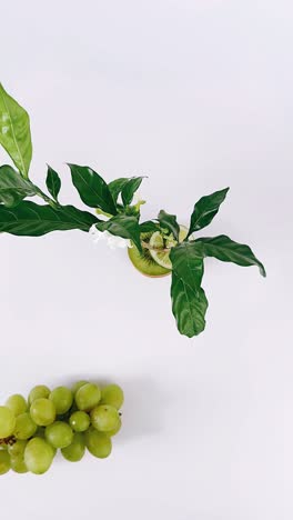 kiwi and grapes still life