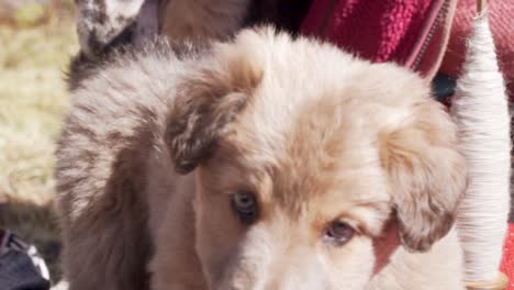 puppy with blue eyes checks out camera.mp4