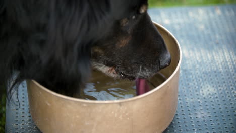 thirsty dog drinking water from bowl