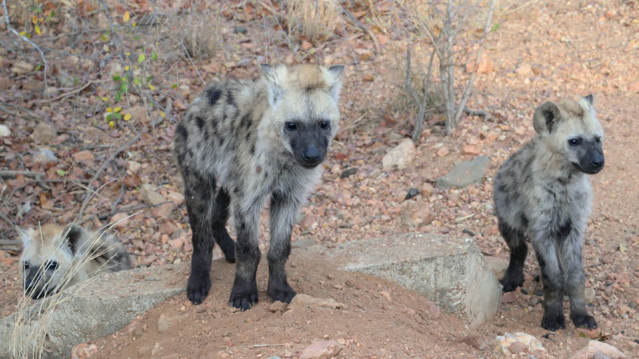 Spotted Hyena three curious pups looking at camera