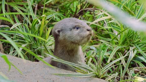 smooth coated otter pups watchign from their entrance of their holt