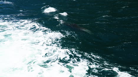 Bottlenose-dolphin-swim-along-boat-and-jump-over-water-of-Pacific-Ocean