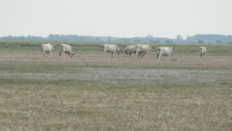 Herde-Ungarischer-Graurinder-Auf-Einer-Wiese