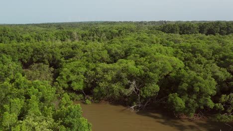 Antena:-Manglar-En-El-Delta-Del-Parnaiba