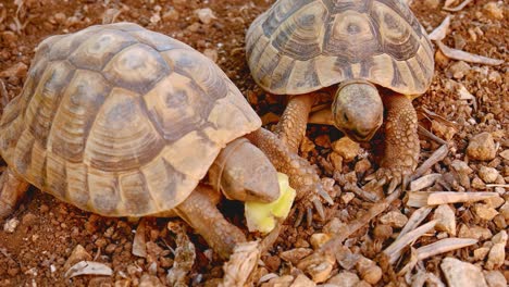 small steps of the tortoises walking on the loose stones