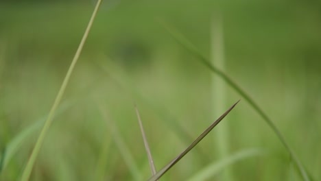 Una-Hierba-Perenne-Originaria-De-Asia-Tropical-Y-Subtropical-Y-También-Introducida-En-Varios-Países