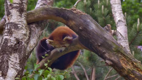 el panda rojo se sienta en un árbol mirando hacia abajo en el suelo, el zoológico de dublín, irlanda