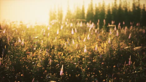 Flores-De-Campo-Silvestre-Al-Atardecer-De-Verano