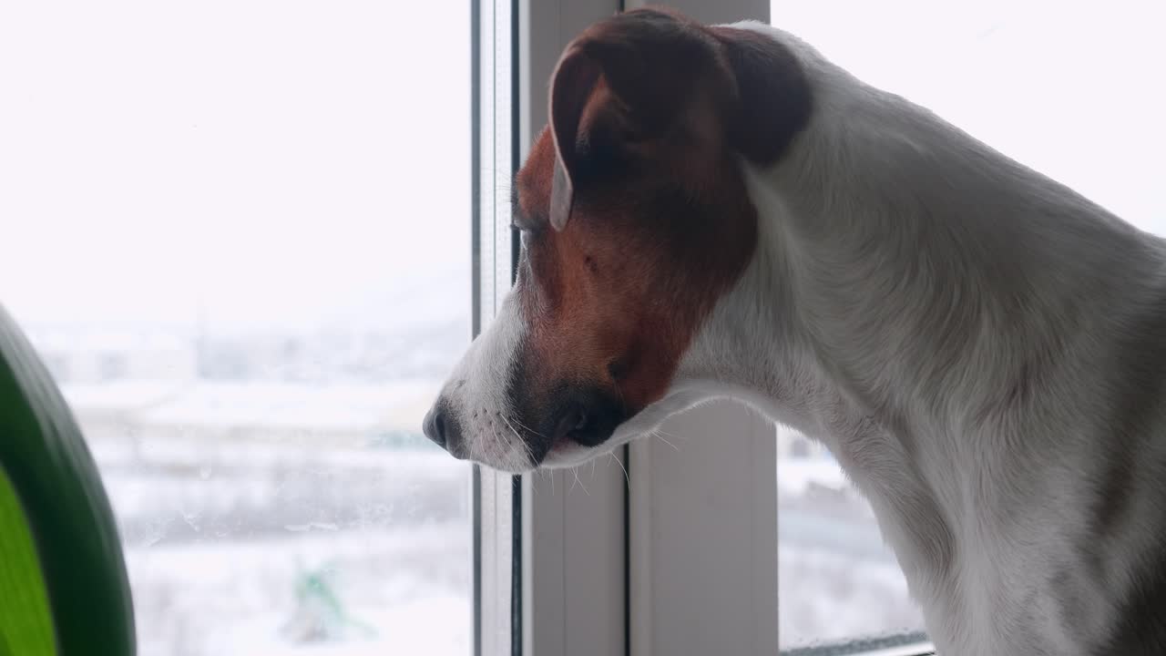 meA curious dog gazes out a window at a snowy scene. Peaceful and heartwarming footage of a pet enjoying a winter view