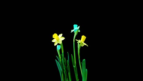 time lapse shooting of the growth and flowering of a bouquet of blue and yellow daffodils on a black background, 4k video. beautiful unusual flowers.