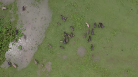 disparo desde arriba de un grupo de búfalos de agua pastando durante el día en sumba, desde el aire