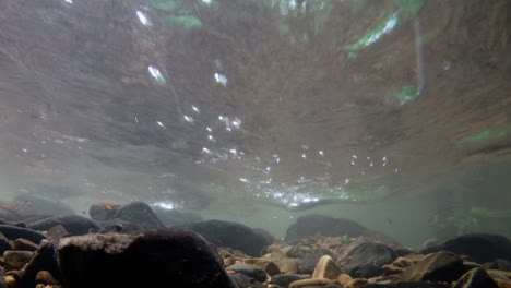 kaeng krachan 국립 공원은 많은 환상적인 야생 동물의 서식지이며 개울은 동물이 마시고 물고기가 헤엄칠 수 있는 신선한 물의 생명원입니다.