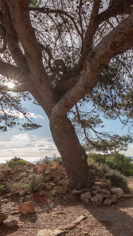 large-tree-by-the-beach-in-the-serra-d-irta-natural-park,-spain-in-vertical