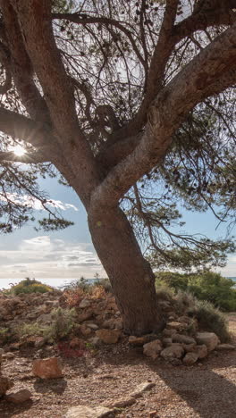 large tree by the beach in the serra d irta natural park, spain in vertical