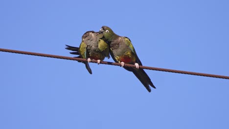 un par de loros que cavan en un alambre de metal oxidado limpiándose y limpiándose entre sí