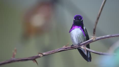 Isolated-on-green-background,-small,-attractive-colibri,-Purple-throated-Woodstar,-Calliphlox-mitchellii,-hummingbird-perched-on-top-of-the-twig