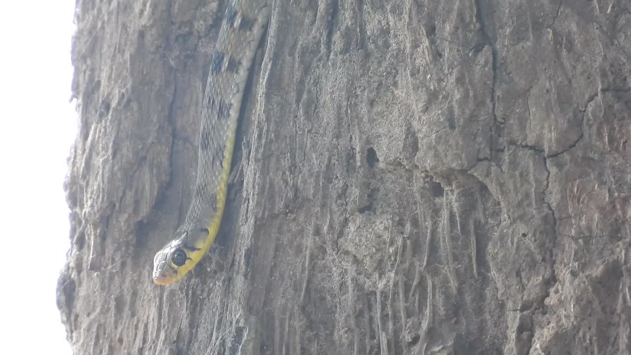 사냥을 기다리는