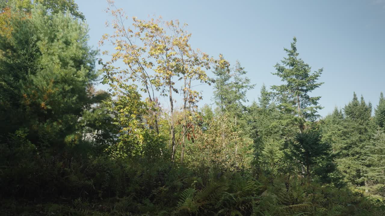 Ferns and plants weeds and forest growth being cleared by landscaper (4k 30p)