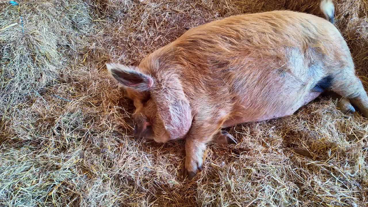 Cute brown pig sleeping peacefully in bed of straw. Close-up
