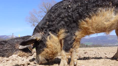 Tracking-close-up-of-sows-feeding-on-soil-field-against-blue-sky-in-summer