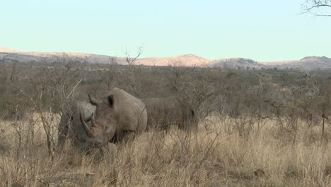 white rhinoceros three together grazing between shrubs, kruger n