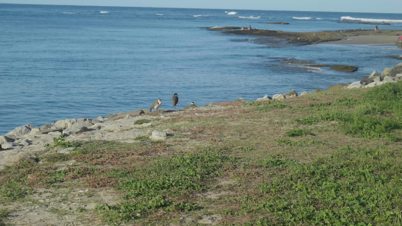 A masked lapwing stands gracefully on the grass near the beach, its striking features contrasting with the surrounding coastal landscape.