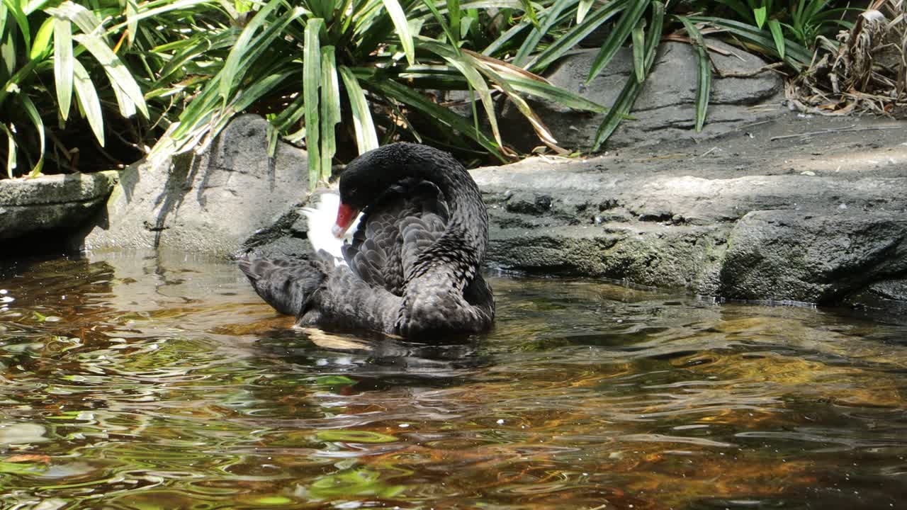Black Swan Preening and Swimming in a Tropical Pond with Natural Surroundings