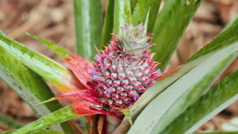 primer plano de coloridas piñas púrpura-rojas que crecen en una planta de piña